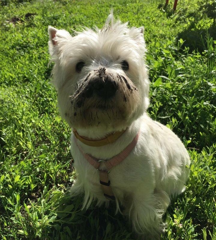 Zhuzha สุนัขของทั้งคู่ ซึ่งมีบทบาทสำคัญในการสร้าง Flats For Pets