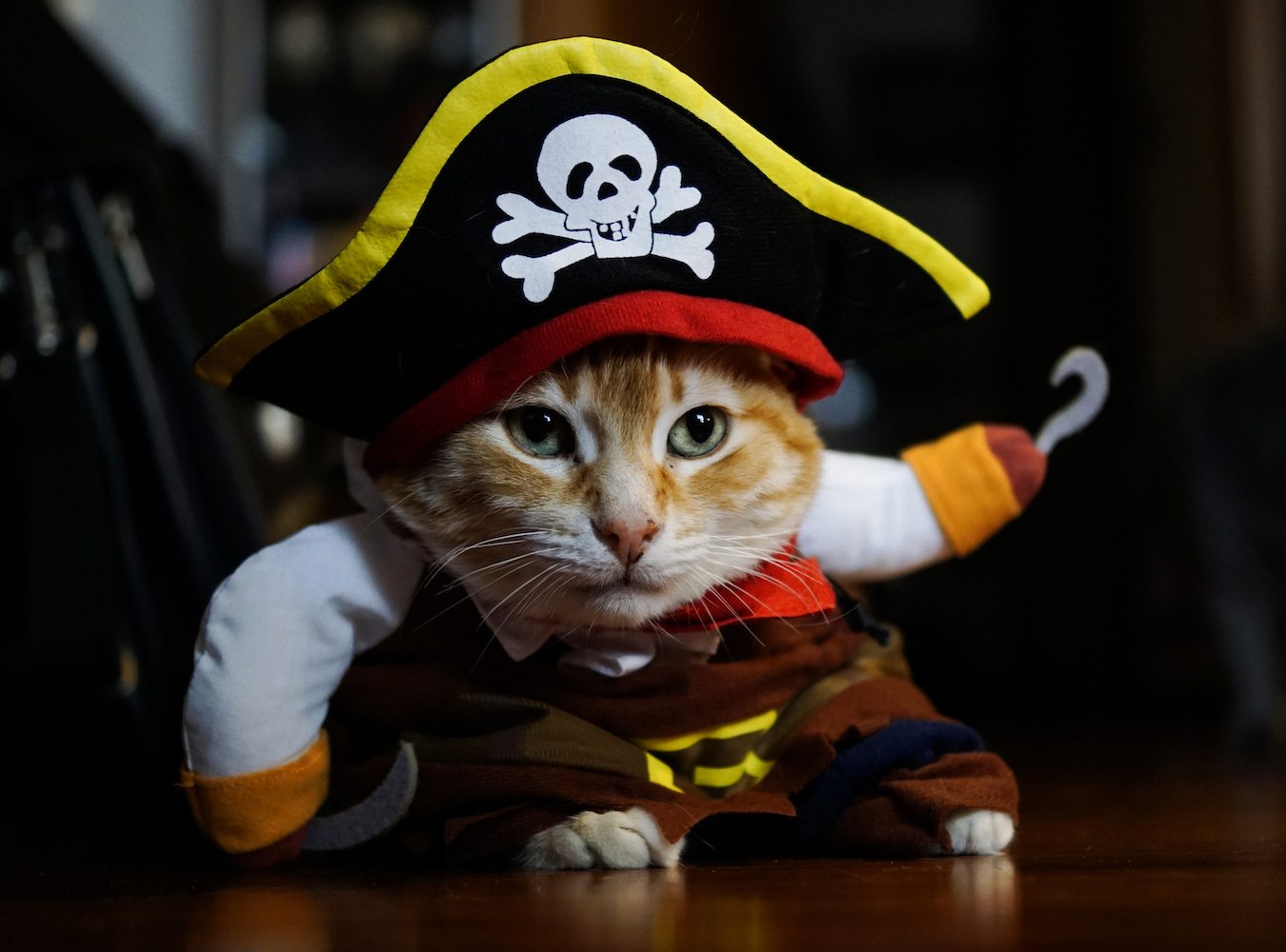 ภาพสต็อกแมวนำทาง