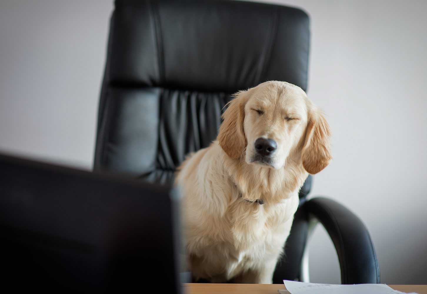 สุนัขนำทาง ภาพสต็อก