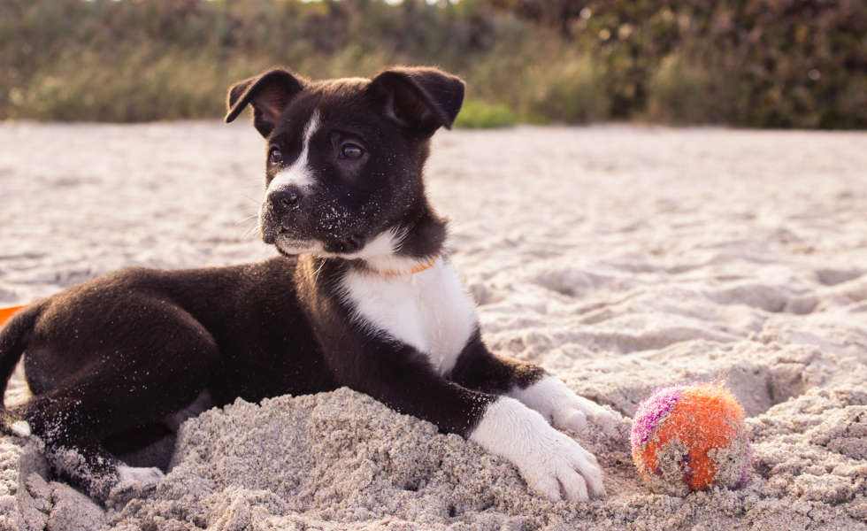 toko e-niaga untuk aksesoris hewan peliharaan