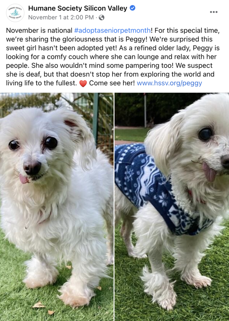 Le date di marketing di novembre nazionali adottano un mese per animali domestici senior