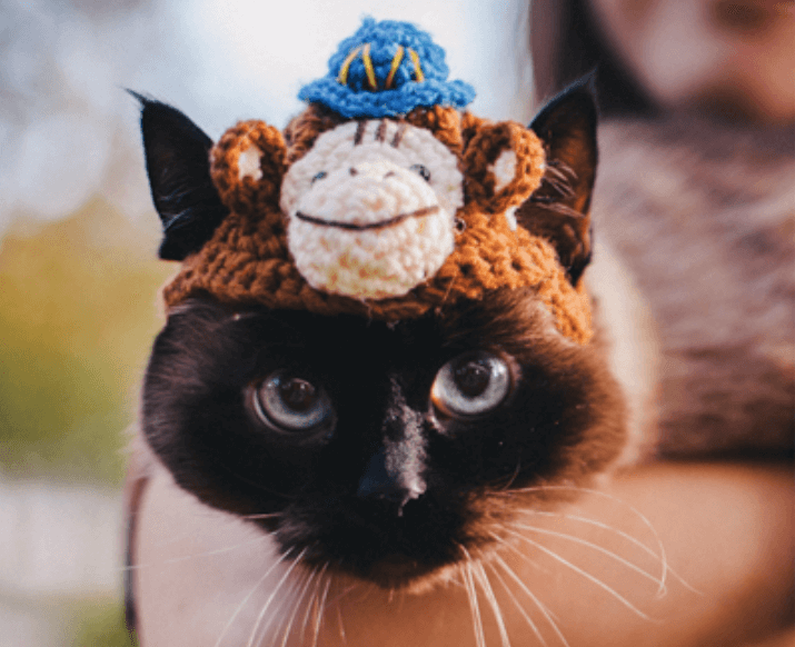 malloppo di scimpanzé di posta