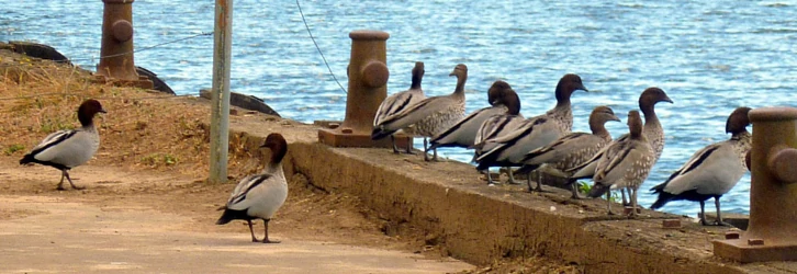 Kaczki siedzące w rzędzie Ducks sitting in a row