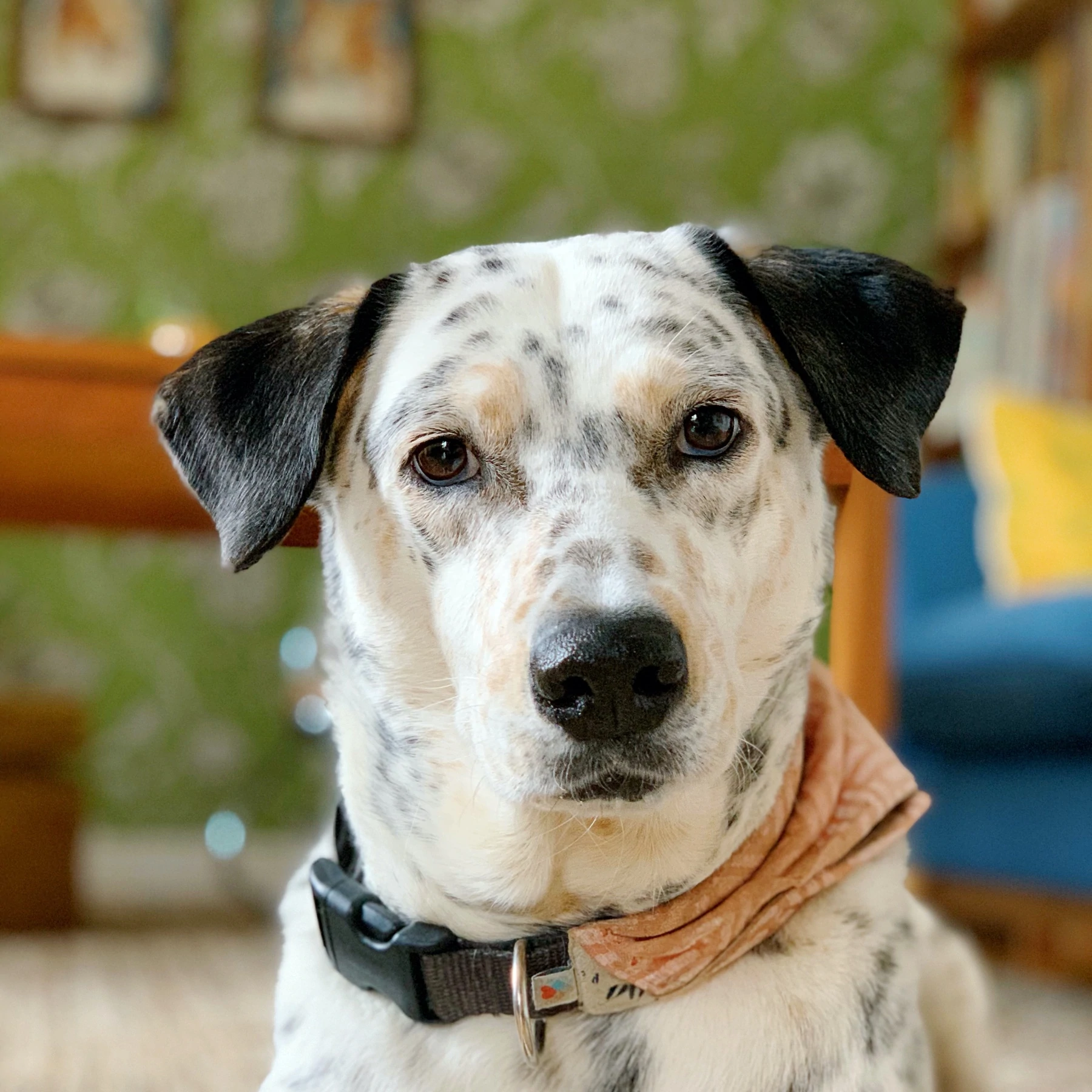 Un ritratto di un cane misto dalmata