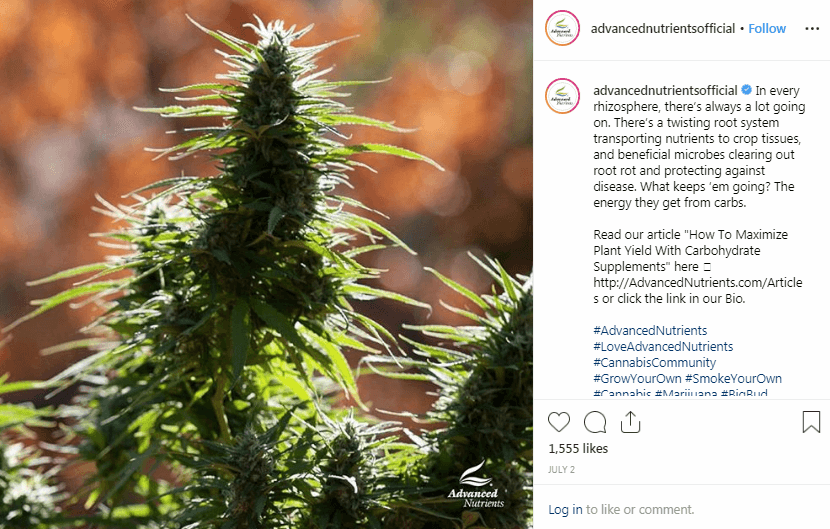 Instagram-Marihuana-Marketing-Taktiken