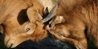 Facebook Ads vs. Google Ads: Optimizarea pentru rentabilitatea investiției