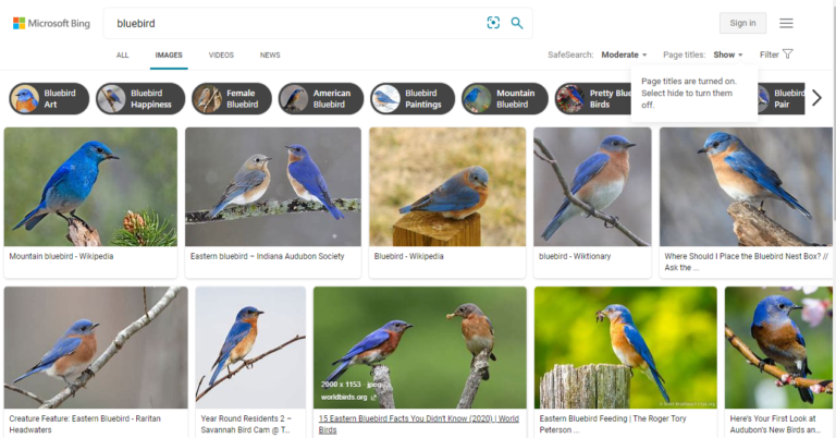 Os 11 melhores mecanismos de busca de imagens