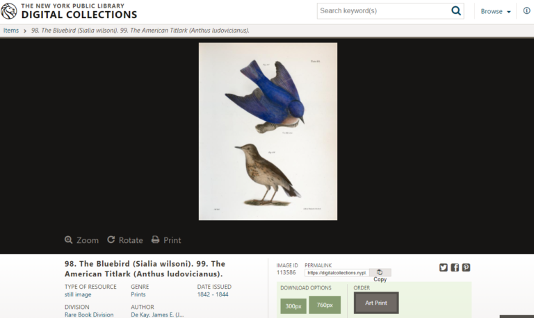 Os 11 melhores mecanismos de busca de imagens