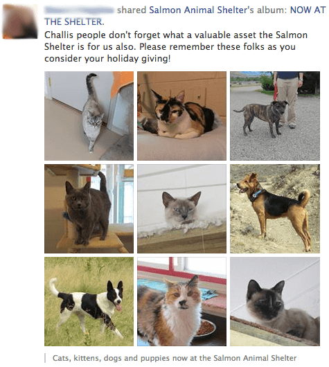 サーモン アニマル シェルター