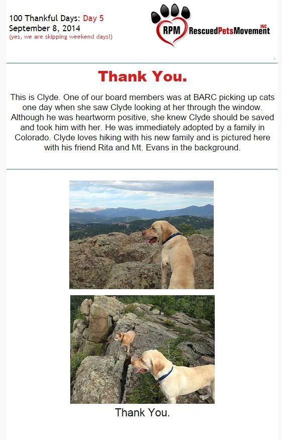 Actualización - Movimiento de mascotas rescatadas