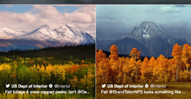 Сетка твитов