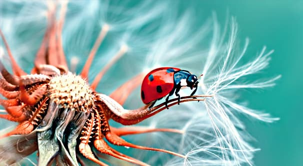 Przykład zdjęcia makro Instagram