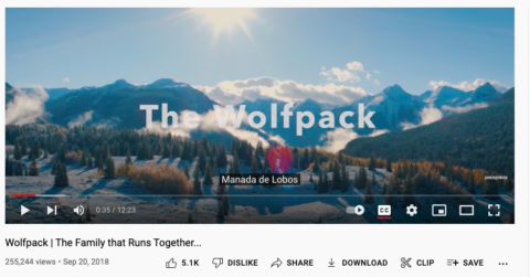 пример контента волчьей стаи