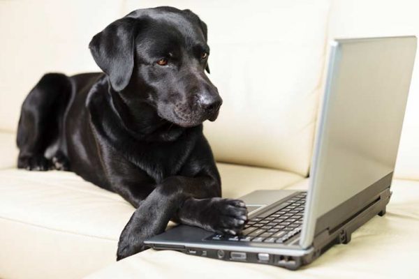 7 étapes simples pour une stratégie de référencement solide