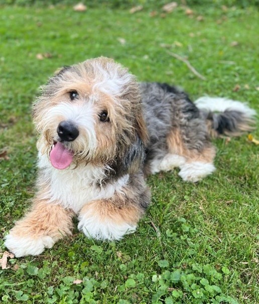 著者の 3 色 (茶色、白、黒、グレーのウェーブのかかった髪) の merle mini Bernedoodle、Henri、緑の草の上に横たわっています。