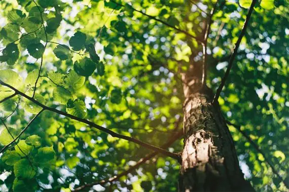 녹색 잎을 가진 나무의 사진 Photo of a tree with green leaves