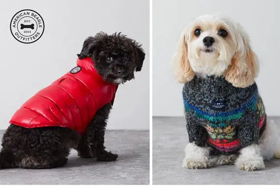 의류를 입고 있는 두 마리의 개를 촬영한 American Eagle의 사진 Photo from American Eaghle of two dogs wearing apparel