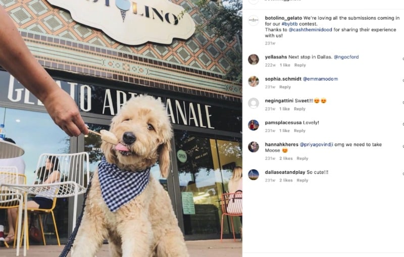 犬がアイスクリームを食べているボトリーノ ジェラート UGC の例